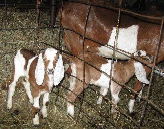 3 generations with the fourth on the way (Jill) - Goats