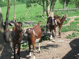3 generations with the fourth on the way (Jill) - Goats