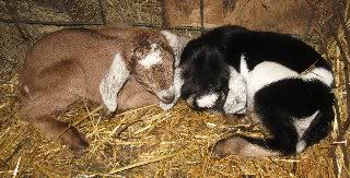 What was I thinking? - Goats