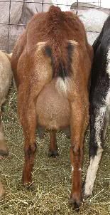 Guessing Game - Goats