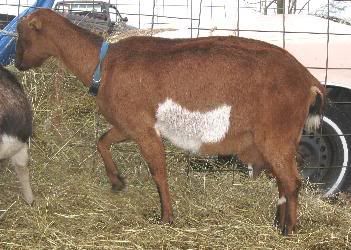 Guessing Game - Goats