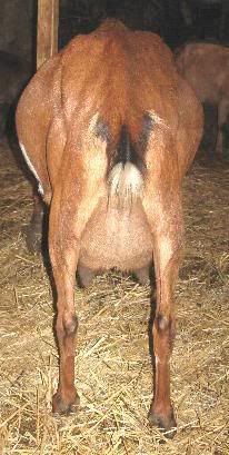 Guessing Game - Goats