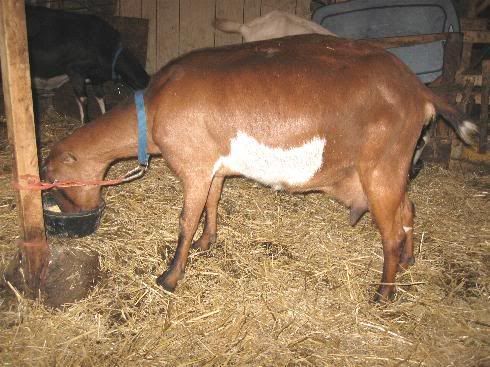 Guessing Game - Goats