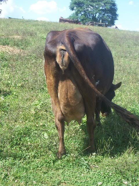 Some settled at least... - Cattle