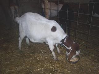 Twyla the tank, Nibbles the Nubian and some of the other heavy bred girls! - Goats