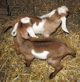 What was I thinking? - Goats