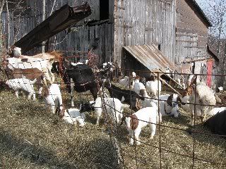 What was I thinking? - Goats