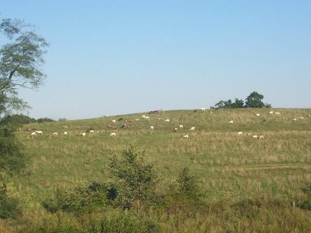 What was I thinking? - Goats