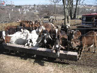 What was I thinking? - Goats