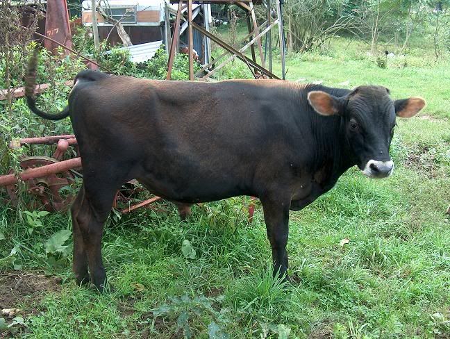Norwegian Red crosses (Mark T) - Cattle