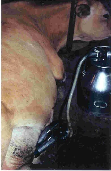 Surge bucket milker - Cattle