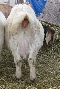 Guessing Game - Goats