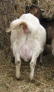 Guessing Game - Goats