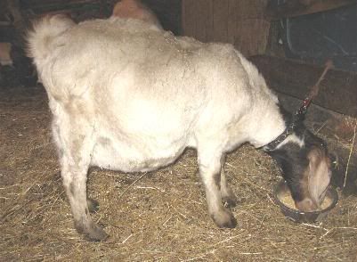 Guessing Game - Goats