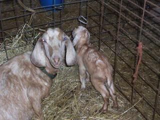 dosthouhavemilk - waiting to hear news!!! - Goats