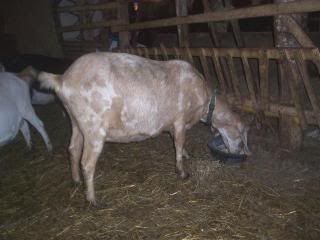 Twyla the tank, Nibbles the Nubian and some of the other heavy bred girls! - Goats