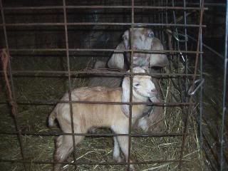 dosthouhavemilk - waiting to hear news!!! - Goats