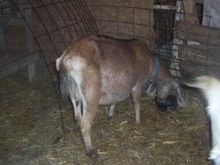 Twyla the tank, Nibbles the Nubian and some of the other heavy bred girls! - Goats