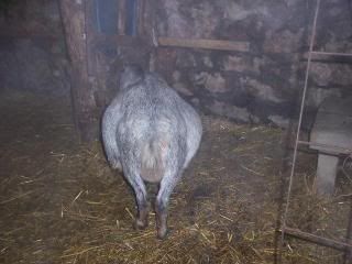 Twyla the tank, Nibbles the Nubian and some of the other heavy bred girls! - Goats