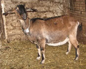 Guessing Game - Goats