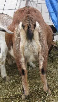 Guessing Game - Goats