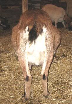 Guessing Game - Goats