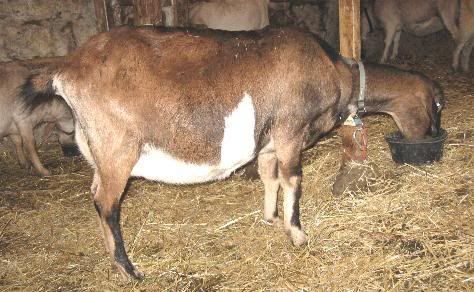 Guessing Game - Goats