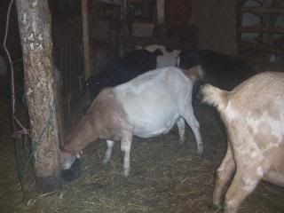 Twyla the tank, Nibbles the Nubian and some of the other heavy bred girls! - Goats