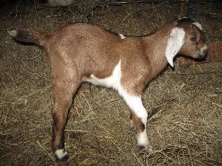 What was I thinking? - Goats