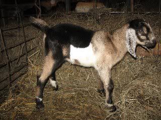 What was I thinking? - Goats