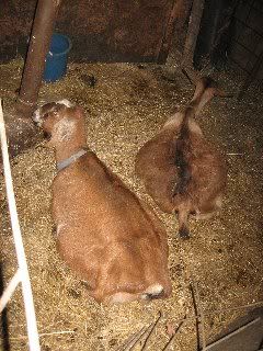 What was I thinking? - Goats