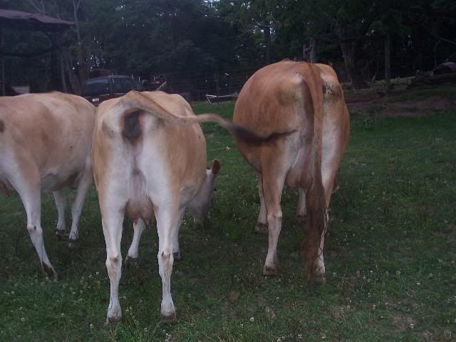 Some settled at least... - Cattle