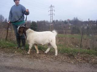 Buck is getting on my nerves - Goats