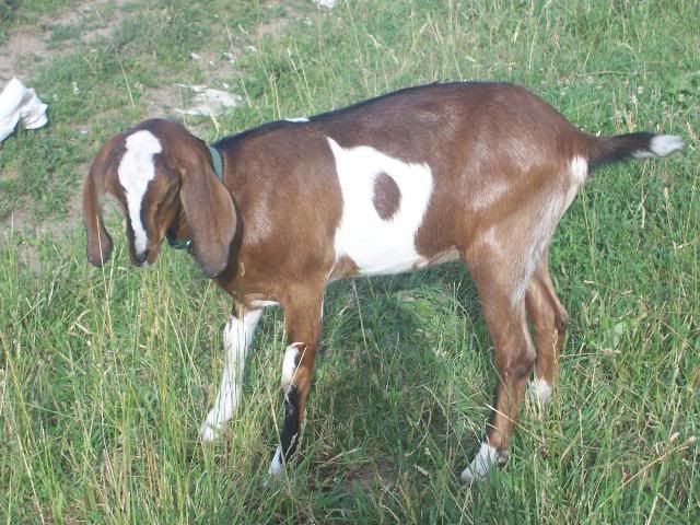 A couple of this year's doelings (Picture heavy) - Goats