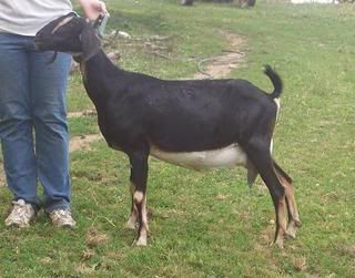 Sometimes they just will not cooperate for pictures - Goats
