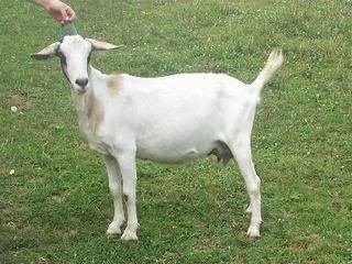 Sometimes they just will not cooperate for pictures - Goats