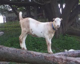 A couple of this year's doelings (Picture heavy) - Goats