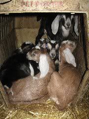 Babies with ears...mostly - Goats