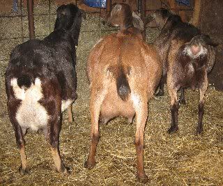 What was I thinking? - Goats