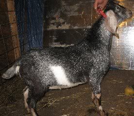 What was I thinking? - Goats