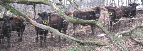 Weaning rings for calves - Cattle