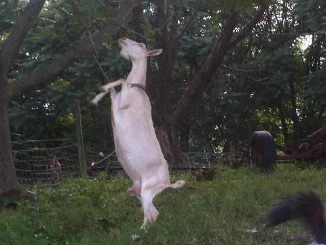 A couple of this year's doelings (Picture heavy) - Goats