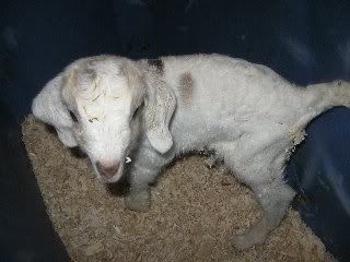 What was I thinking? - Goats