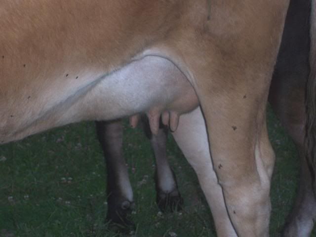 Some settled at least... - Cattle