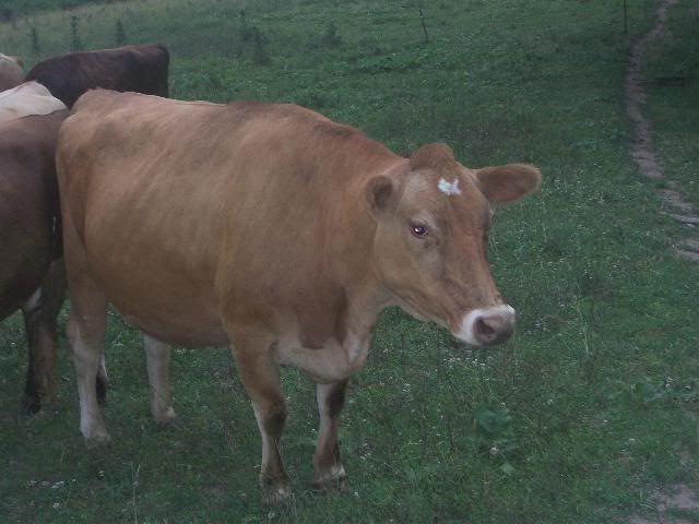 Some settled at least... - Cattle