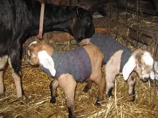 Well it just started - Goats