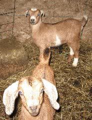 Babies with ears...mostly - Goats