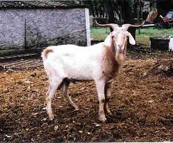 What breed was this guy? - Goats