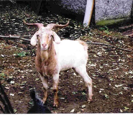 What breed was this guy? - Goats
