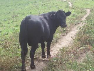 Question for the beef/Angus breeders.. - Cattle